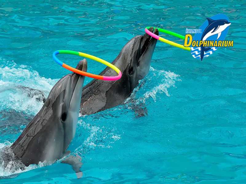 اسطنبول دولفيناريوم İstanbul Dolphinarium